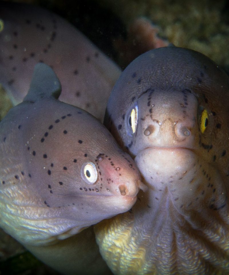 moray-eels-scuba-diving-in-dahab-egypt