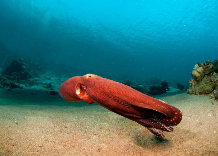dahab-red-sea-tribe-octopuse