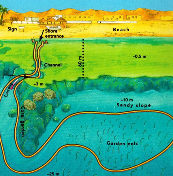 eel-garden-dive-site-in-dahab-egypt