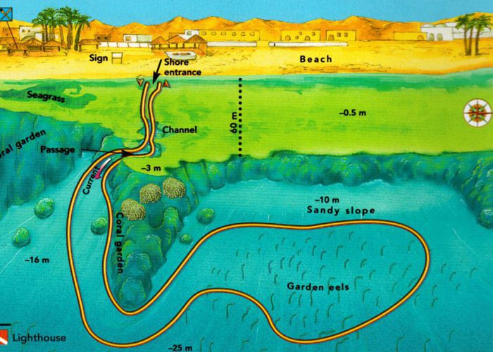 eel-garden-dive-site-in-dahab-egypt