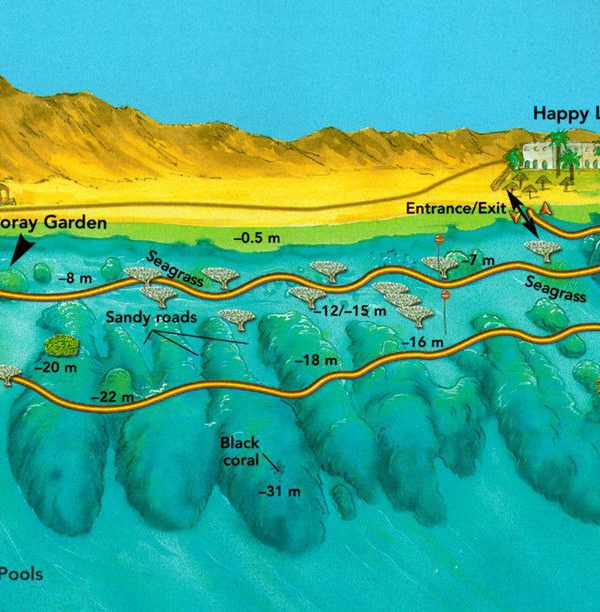 Moragy Garden Dive Site in Dahab, Egypt