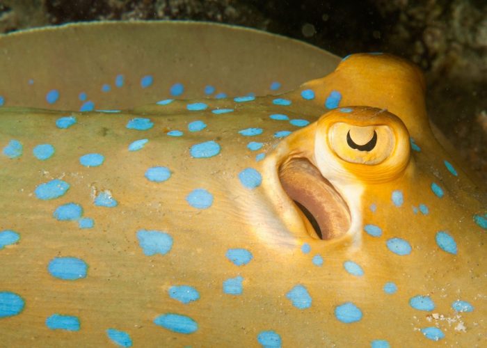 blue-spotted-sting-ray-dahab-egypt