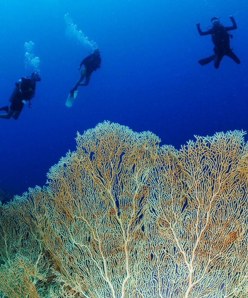 Diving-in-Dahab-Egypt