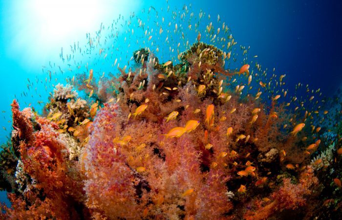 red-sea-corals