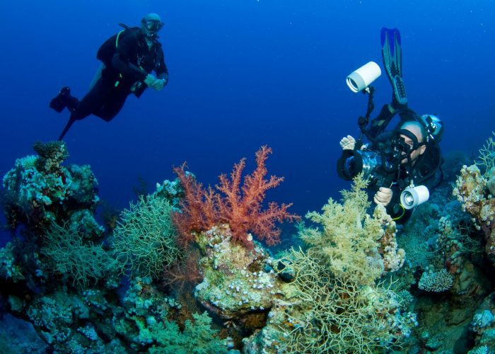 red-sea-corals-photography