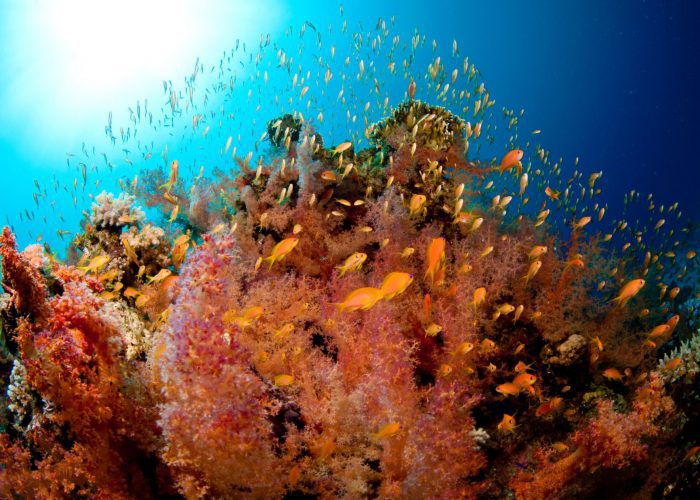 Diving In Dahab , Red Sea Tribe Dive Center