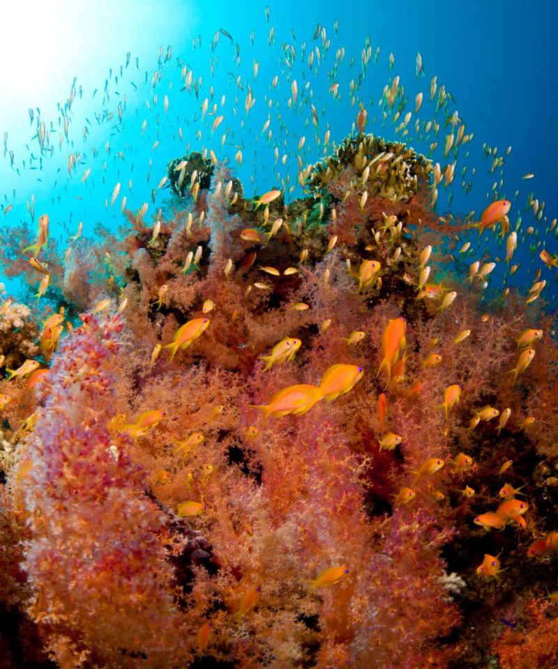 dahab-red-sea-reef-colors