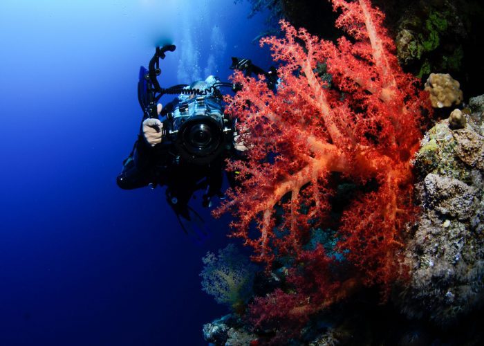 red-sea-tribe-coral-reef