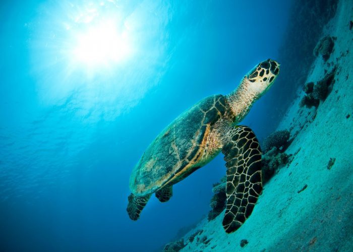dahab-red-sea-tribe-turtle