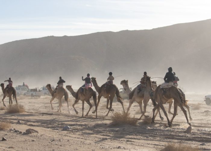 camel race in zalaga
