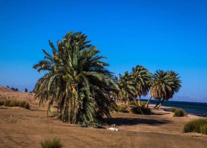 palm tress in dahab egypt