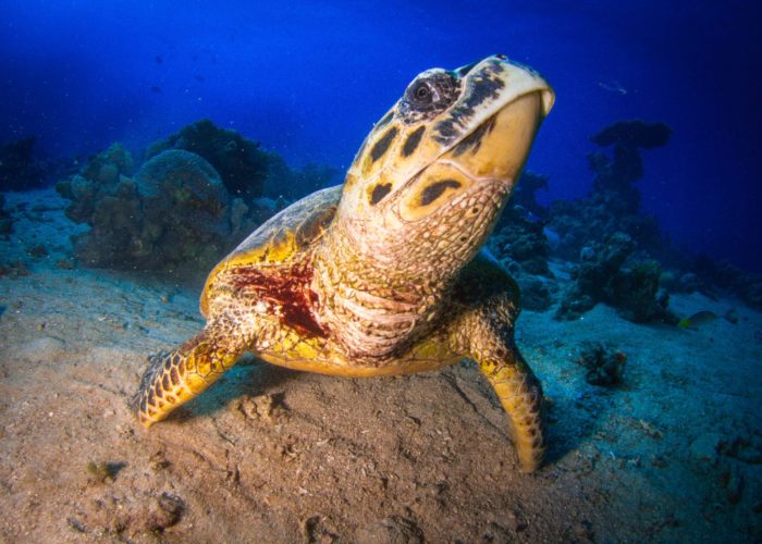 turtle photography in dahab