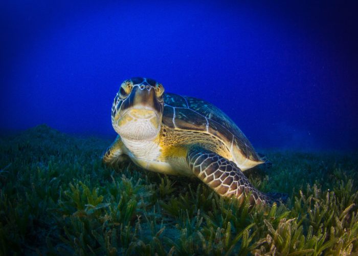 turtle in grass area in banner fish bay dahab