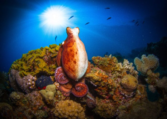 Octopuses in Dahab Egypt