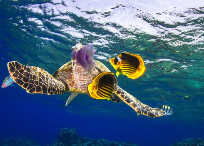 turtle in dahab egypt with angle fish