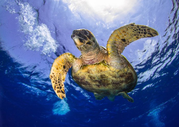 turtle swimming in dahab egypt
