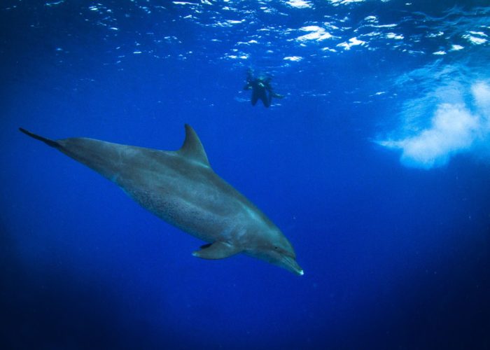 Dolphins in the red sea egypt