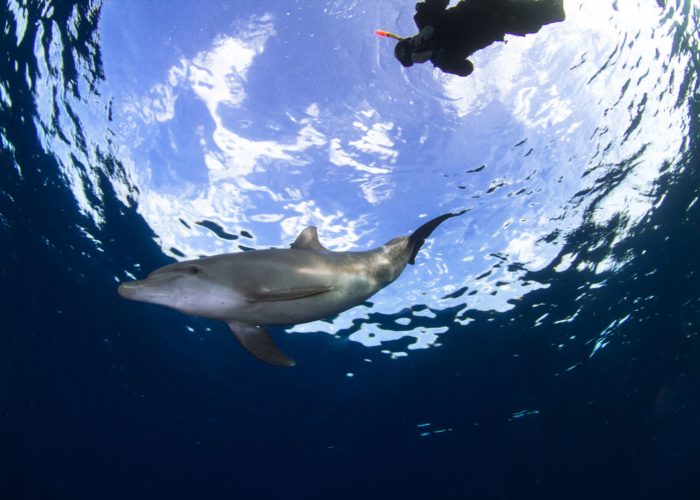 Dolphin in dahab egypt