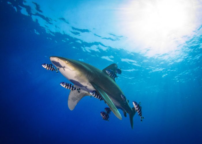 shark in the red sea egypt
