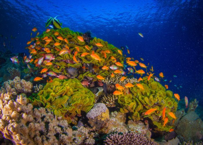 Anthias Fish in Red Sea in Dahab