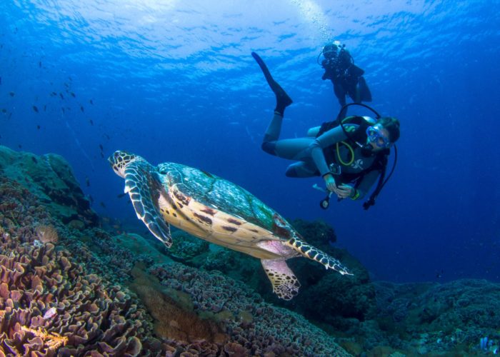 Red Sea Turtle in dahab egypt